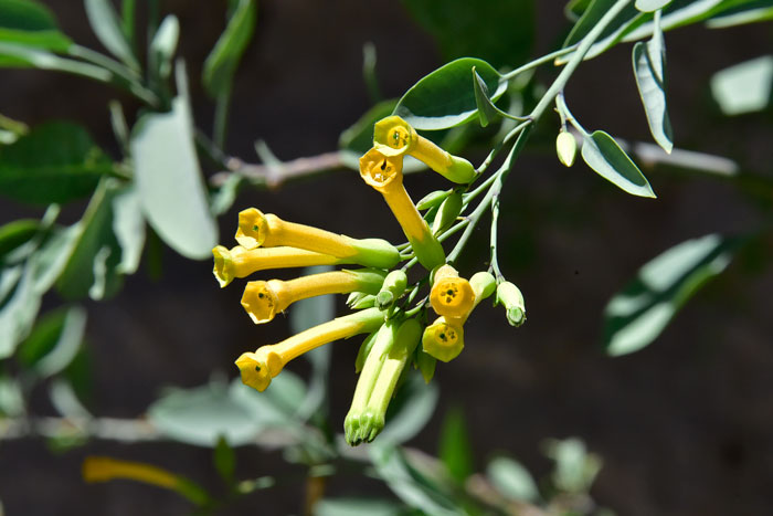 Tree Tobacco has showy tubular yellow flowers that bloom throughout the year given sufficient rainfall. Nicotiana glauca Tree Tobacco has showy tubular yellow flowers that bloom throughout the year given sufficient rainfall. Nicotiana glauca